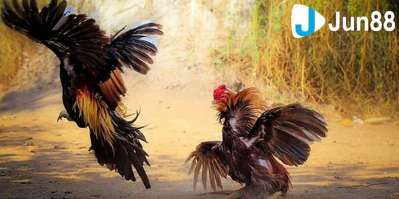 Khám phá cá cược đá gà trực tuyến cực chi tiết cho người mới 2 Đá gà trực tuyến là gì?