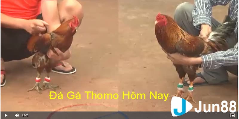 Mách bạn địa chỉ chơi đá gà cựa sắt Campuchia cực hot 2 Vì sao đá gà cựa sắt Campuchia thu hút người chơi?