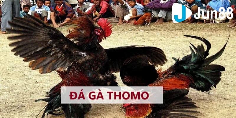 Quy tắc cần thiết khi hiểu luật đá gà Thomo