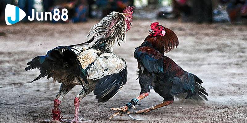 Đá Gà Cực Dao Mang Đến Những Trận Đấu Đầy Kịch Tính 3 Sức hút của hình thức đá gà cựa dao