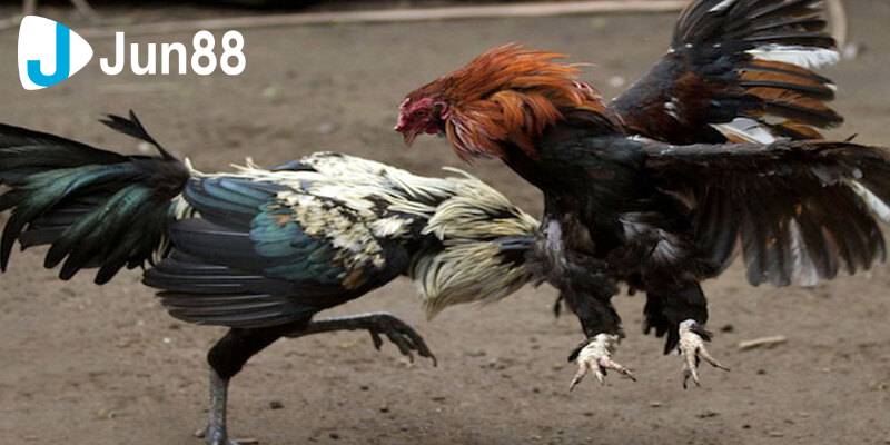 Đá Gà Cực Dao Mang Đến Những Trận Đấu Đầy Kịch Tính 2 Các chiến kê trong đá gà cực dao đã được huấn luyện từ khi rất nhỏ