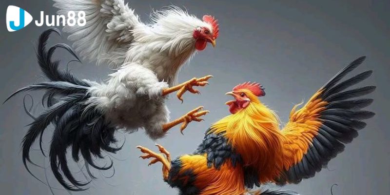 Đá Gà VSS388 Khám Phá Sân Chơi Đẳng Cấp Nhất Hiện Nay 4 Trò chơi mang lại cho người dùng nhiều cơ hội lớn