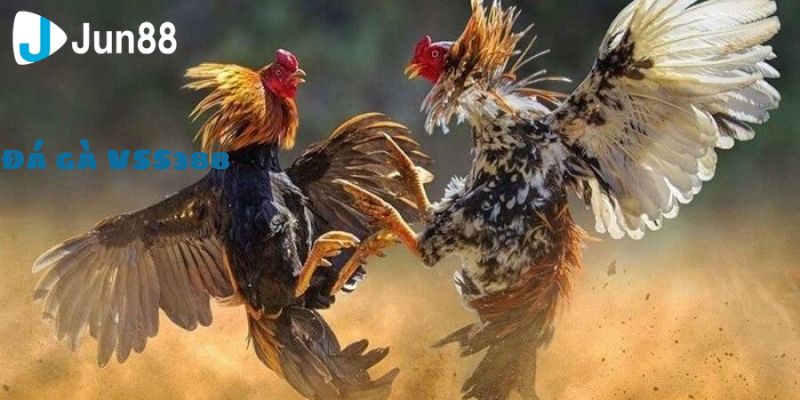 Đá Gà VSS388 Khám Phá Sân Chơi Đẳng Cấp Nhất Hiện Nay 2 Cách thức tham gia vào hệ thống vô cùng đơn giản