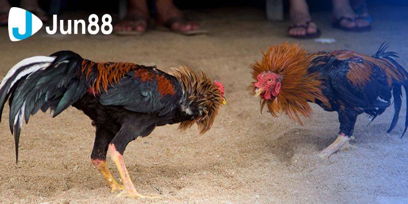 Đá Gà Cựa Sắt - Loại Hình Thú Vị, Mang Đậm Tính Văn Hóa 3 Các chiến kê trong đá gà cựa sắt được huấn luyện kỹ càng