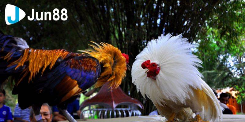 Đá Gà Cựa Sắt - Loại Hình Thú Vị, Mang Đậm Tính Văn Hóa 2 Đá gà cựa sắt đã có lịch sử kéo dài hàng trăm năm