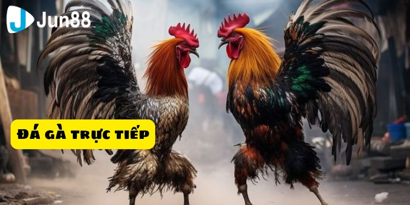 Đá Gà Trực Tiếp Điểm Đến Thú Vị Dành Cho Các Kê thủ 4 Người chơi cần tuân thủ quy tắc của nền tảng