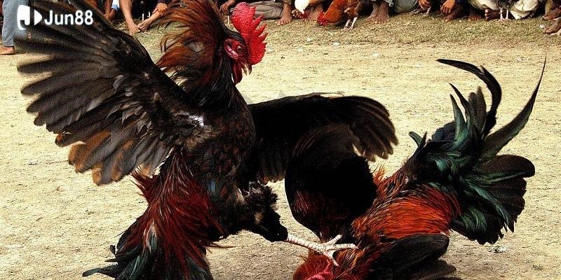 Đá gà trực tiếp casino - Những trận đấu nghẹt thở, thắng đậm từng giây 2 gioi-thieu-ve-da-ga-truc-tiep-casino