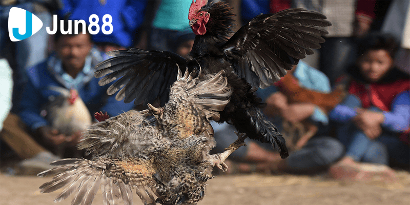 Đá Gà 88 Sân Chơi Uy Tín Và Chuyên Nghiệp Hàng Đầu 2 da ga 88 1 4