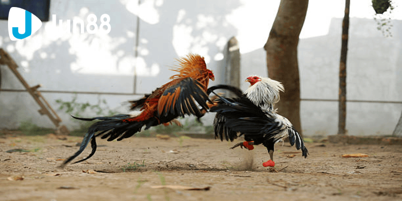 Đá Gà 88 Sân Chơi Uy Tín Và Chuyên Nghiệp Hàng Đầu 3 da ga 88 2 4