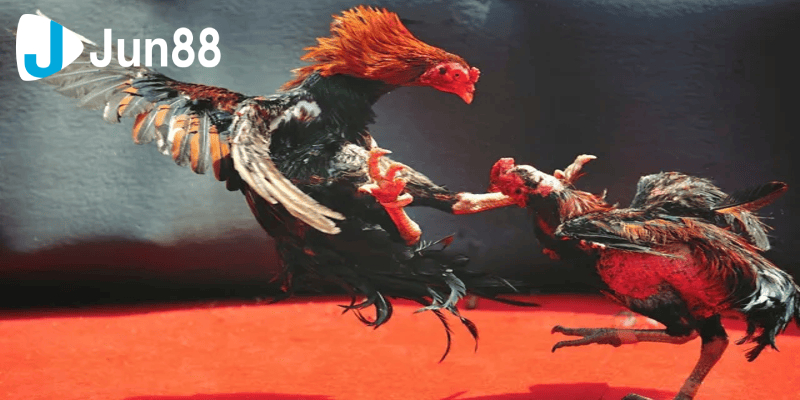Đá Gà 88 Sân Chơi Uy Tín Và Chuyên Nghiệp Hàng Đầu 4 da ga 88 3 4