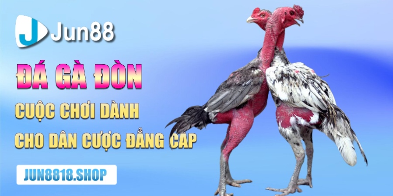 da ga don cuoc choi danh cho dan cuoc dang cap