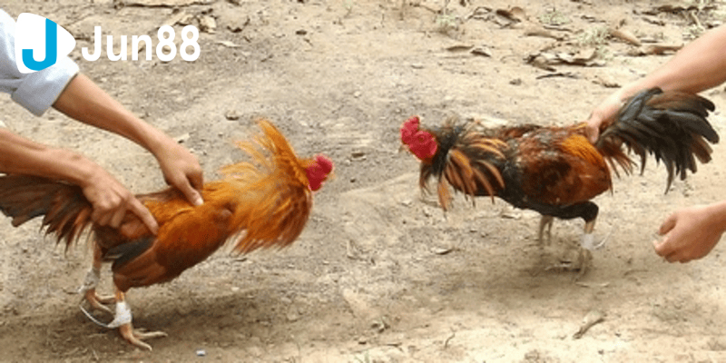Đá Gà Tre Cảm Hứng Thể Thao Trong Làng Chọi Gà 3 da ga tre 2 4