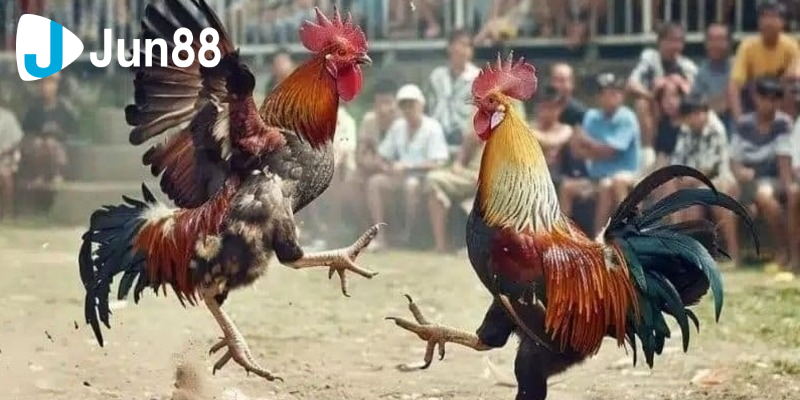 Đá Gà Tre Cảm Hứng Thể Thao Trong Làng Chọi Gà 4 da ga tre 3 4