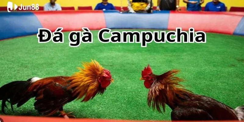 Đá Gà Campuchia Trực Tiếp - Trải Nghiệm Đỉnh Cao Tại Jun88 2 da-ga-truc-tiep-campuchia-la-hinh-thuc-giai-tri-hap-dan-cua-jun88