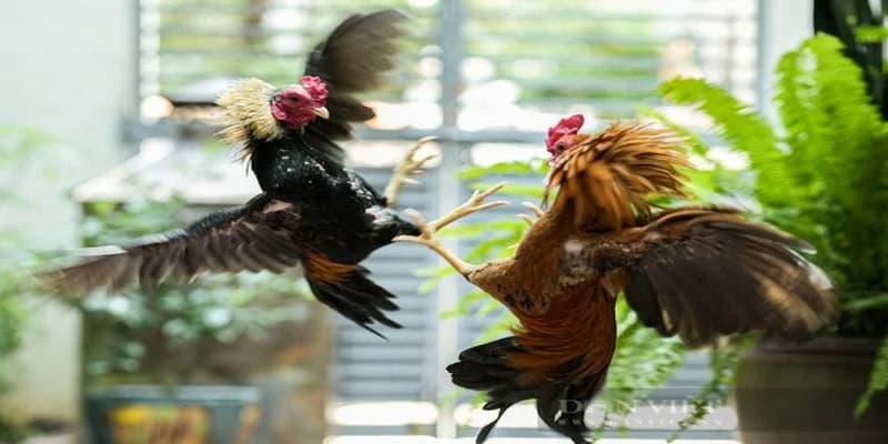Đá Gà Thomo - Trực Tiếp Hôm Nay & Mẹo Cá Cược Hiệu Quả 4 Những điều cần nhớ khi chơi