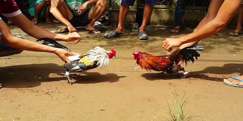 Đá Gà Thomo - Trực Tiếp Hôm Nay & Mẹo Cá Cược Hiệu Quả 3 Lý do đá gà thomo hot?