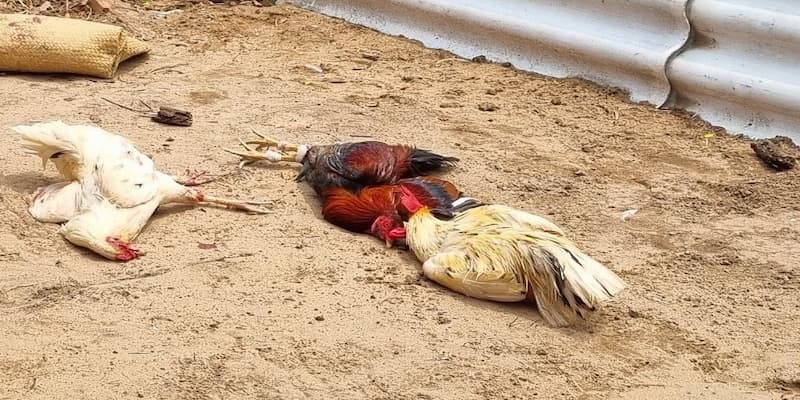Đá Gà Thomo - Trực Tiếp Hôm Nay & Mẹo Cá Cược Hiệu Quả 2 Sơ lược về Đá gà thomo