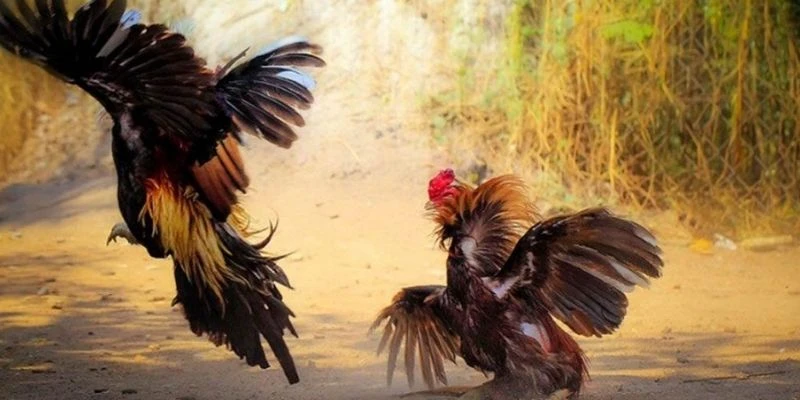 Cách đọc kèo đá gà - Kinh nghiệm bắt kèo chuẩn xác 3 Cách phân tích gà chiến trước trận đấu